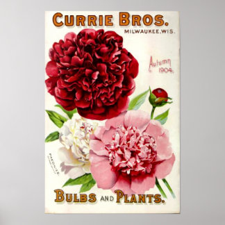 Illustratie van de bloem Peony 1904 Poster