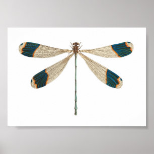 Illustratie van de Dragonfly Poster
