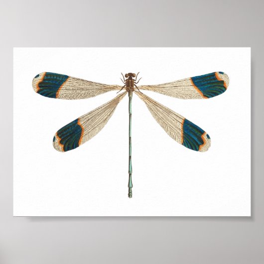 Illustratie van de Dragonfly Poster (Voorkant)