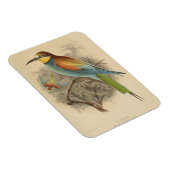  illustratie van de Europese bijeneter Magneet (Rechterzijde)