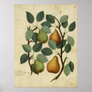  illustratie van de flessenperen van Posters van v