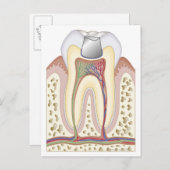 Illustratie van de gebitsvulling briefkaart (Voorkant / Achterkant)