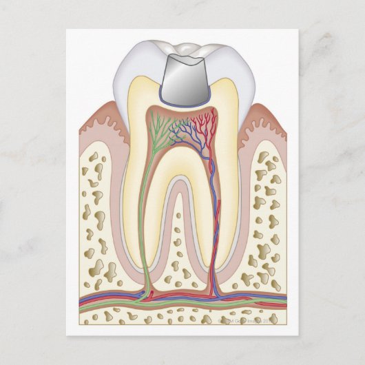 Illustratie van de gebitsvulling briefkaart (Voorkant)