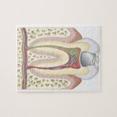 Illustratie van de gebitsvulling legpuzzel (Horizontaal)