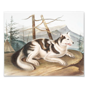 Illustratie van de hazeldragende Indiase hond (Can Foto Afdruk