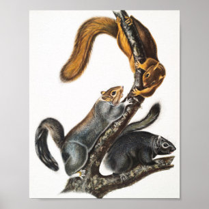 Illustratie van de kat-eekhoorn (Sciurus cinereus) Poster