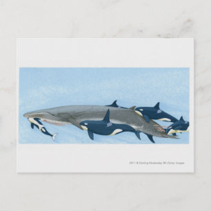 Illustratie van de Killer Whales die in een groep Briefkaart