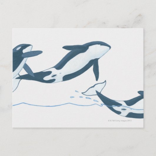 Illustratie van de Killer Whales (Orcinus orca) Briefkaart (Voorkant)