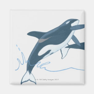 Illustratie van de Killer Whales (Orcinus orca) Magneet