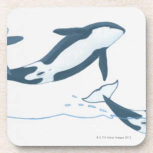 Illustratie van de Killer Whales (Orcinus orca) Onderzetter