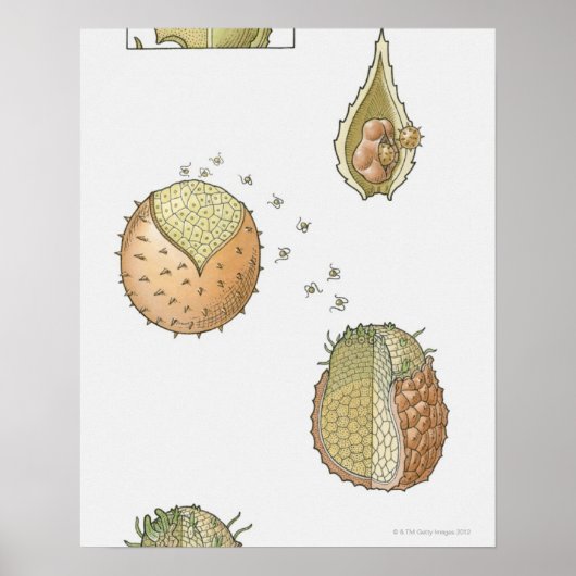 Illustratie van de levenscyclus van een Selaginell Poster (Voorkant)