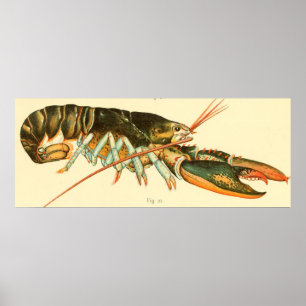 Illustratie van de  Lobster (1895) Poster