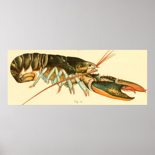 Illustratie van de  Lobster (1895) Poster (Voorkant)