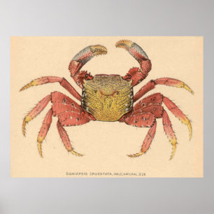 Illustratie van de  Mangrove Root Crab (1902) Poster