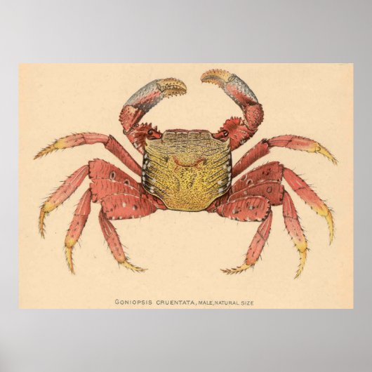 Illustratie van de  Mangrove Root Crab (1902) Poster (Voorkant)