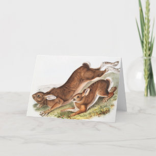 Illustratie van de noordelijke haas (Lepus America Kaart