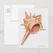 Illustratie van de schelp van Murex Briefkaart (Voorkant / Achterkant)