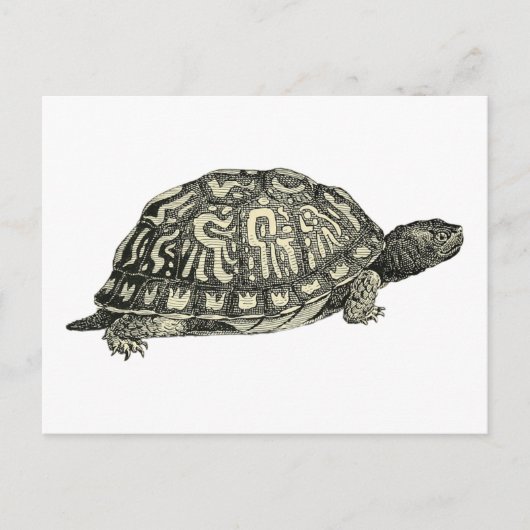 illustratie van de schildpad briefkaart (Voorkant)