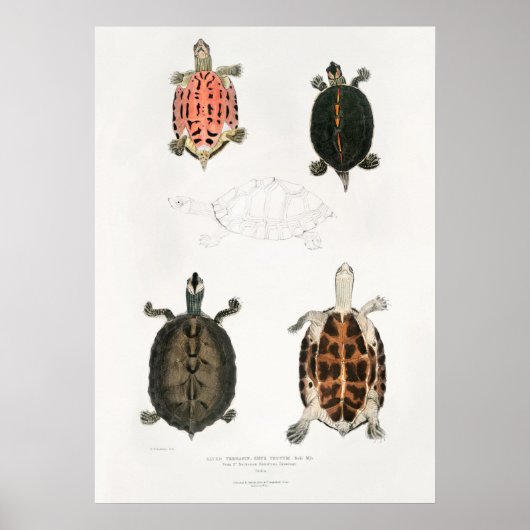  illustratie van de schildpadden poster (Voorkant)