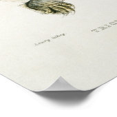  illustratie van de schildpadden poster (Hoek)