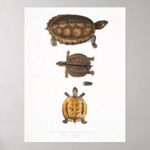 illustratie van de schildpadden poster