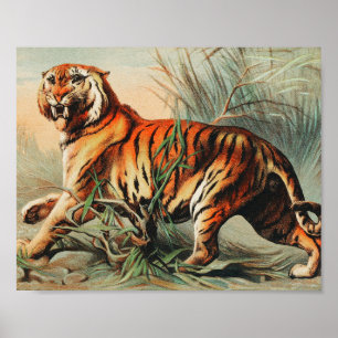 Illustratie van de Vintage van de Royal Bengal Tig Poster
