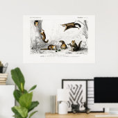 Illustratie van de vliegende eekhoorn poster (Thuiskantoor)