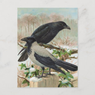 Illustratie van de  vogel van de Krokoen Briefkaart