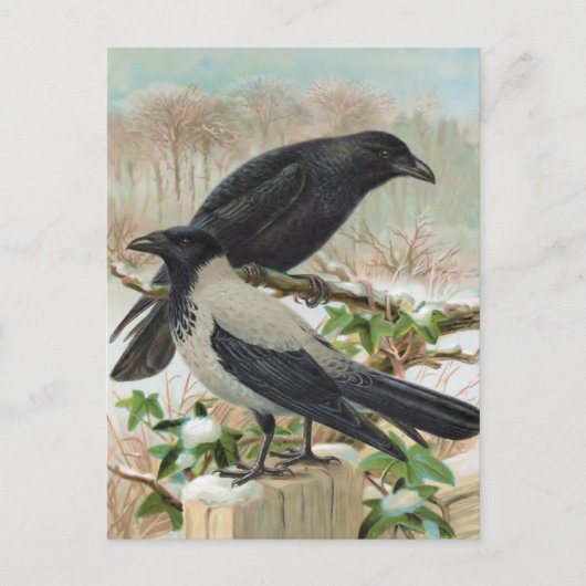 Illustratie van de vogel van de Krokoen Briefkaart (Voorkant)