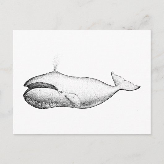 Illustratie van de  walvis briefkaart (Voorkant)
