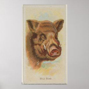 Illustratie van de  Wilde Boar (1888) Poster
