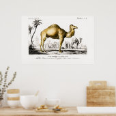 illustratie van een Camel Poster (Keuken)