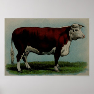 illustratie van een Hereford-koe Poster