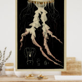  illustratie van een kwal (1853) poster (Keuken)