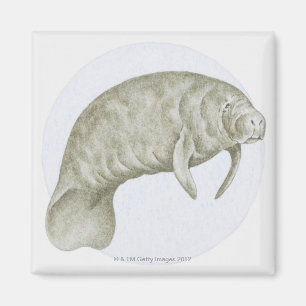 Illustratie van een lamantijn (Trichechus sp.) Magneet