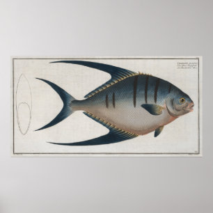 illustratie van een Palometa-vis (1785) Poster