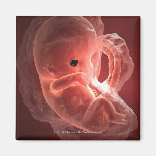 Illustratie van een zich ontwikkelend embryo magneet