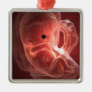 Illustratie van een zich ontwikkelend embryo metalen ornament