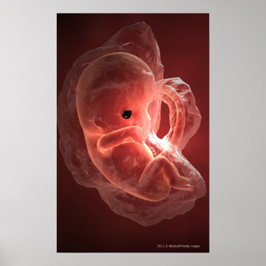 Illustratie van een zich ontwikkelend embryo poster (Voorkant)