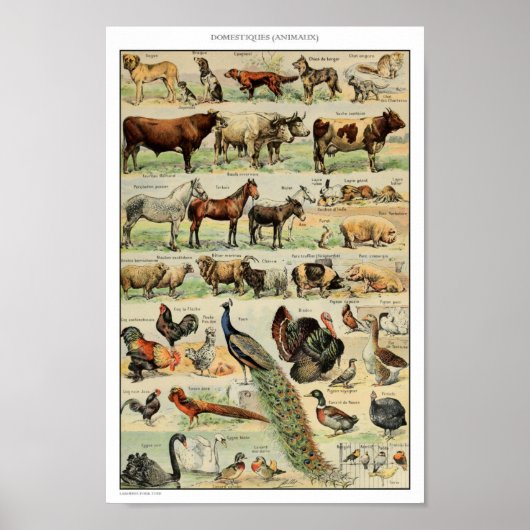 Illustratie van  gedomesticeerde dieren poster (Voorkant)