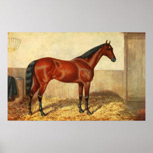 Illustratie van gekabelde paarden (1905) poster