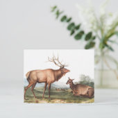 Illustratie van het Amerikaanse Elk (Cervus Canade Briefkaart (Staand voorkant)