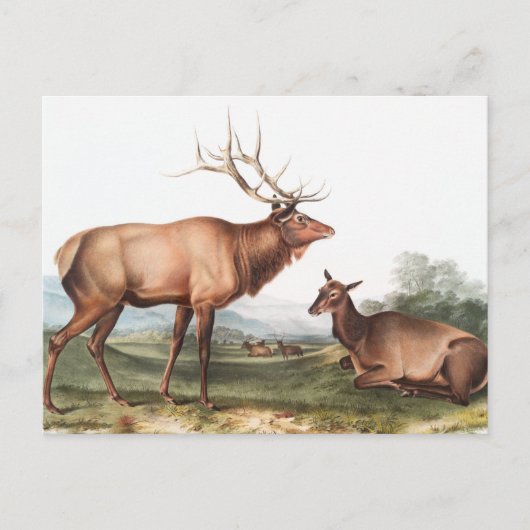 Illustratie van het Amerikaanse Elk (Cervus Canade Briefkaart (Voorkant)