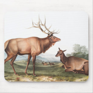 Illustratie van het Amerikaanse Elk (Cervus Canade Muismat