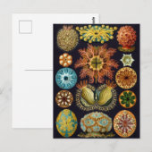  illustratie van het mariene leven briefkaart (Voorkant / Achterkant)