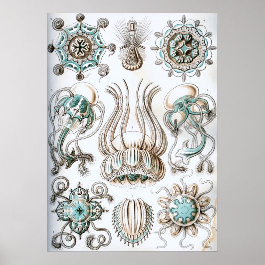 illustratie van het mariene leven poster (Voorkant)