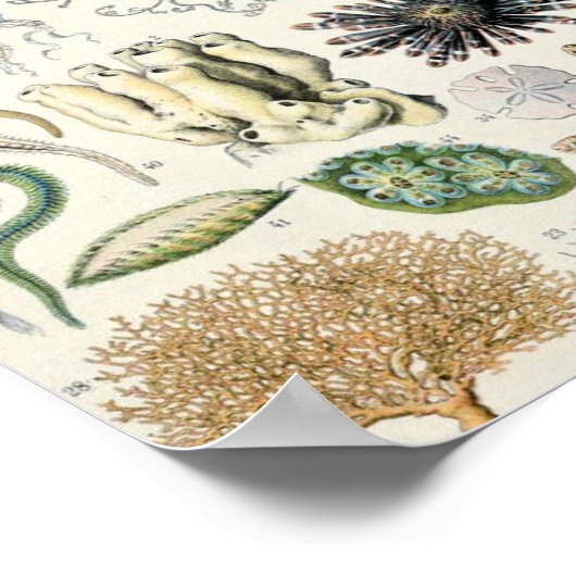 illustratie van het mariene leven poster (Hoek)