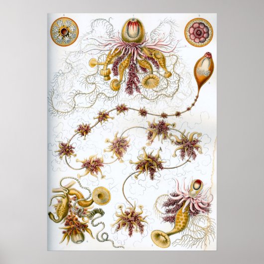  illustratie van het mariene leven poster (Voorkant)