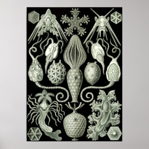  illustratie van het mariene leven poster