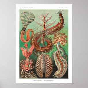 illustratie van het mariene leven poster